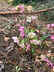 Helleborus purpurascens