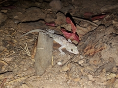 Hemidactylus turcicus