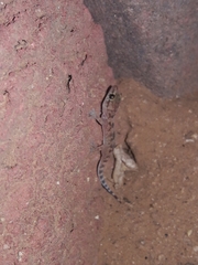 Hemidactylus turcicus