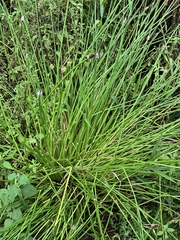 Eleocharis elegans