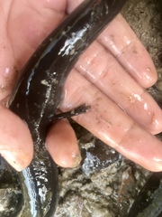 Amphiuma tridactylum