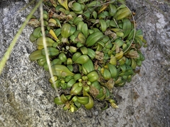 Gentianella saxosa