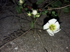 Gentianella saxosa