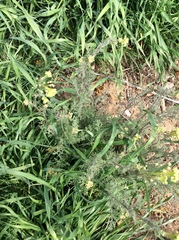 Lomatium foeniculaceum macdougalii