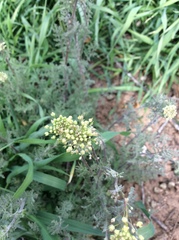 Lomatium foeniculaceum macdougalii