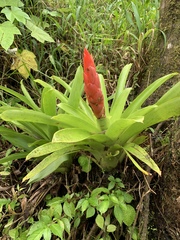 Guzmania berteroniana