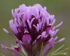Castilleja exserta
