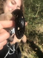 Amphiuma tridactylum