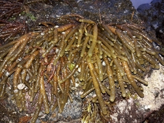 Splachnidium rugosum