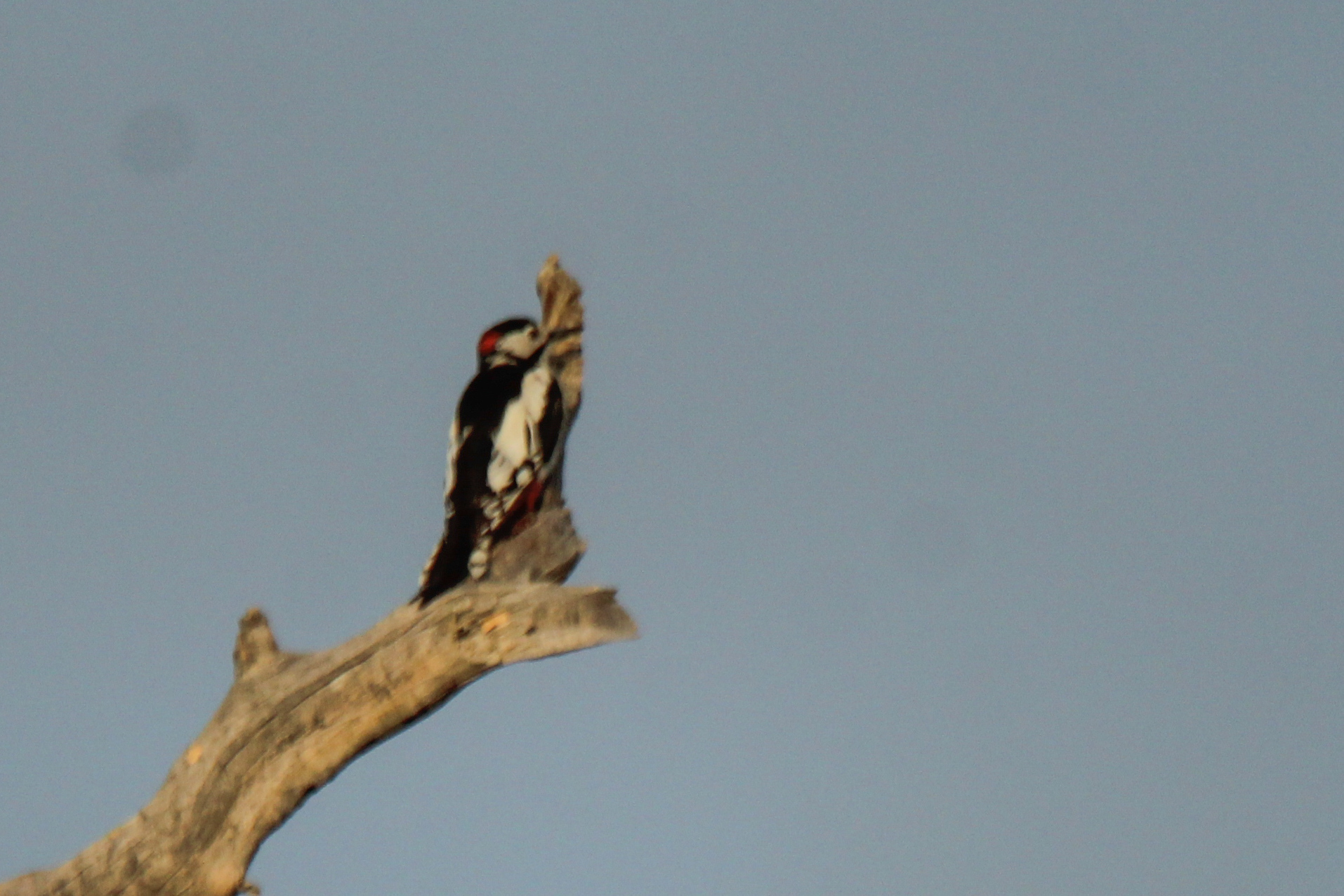 White-winged Woodpecker