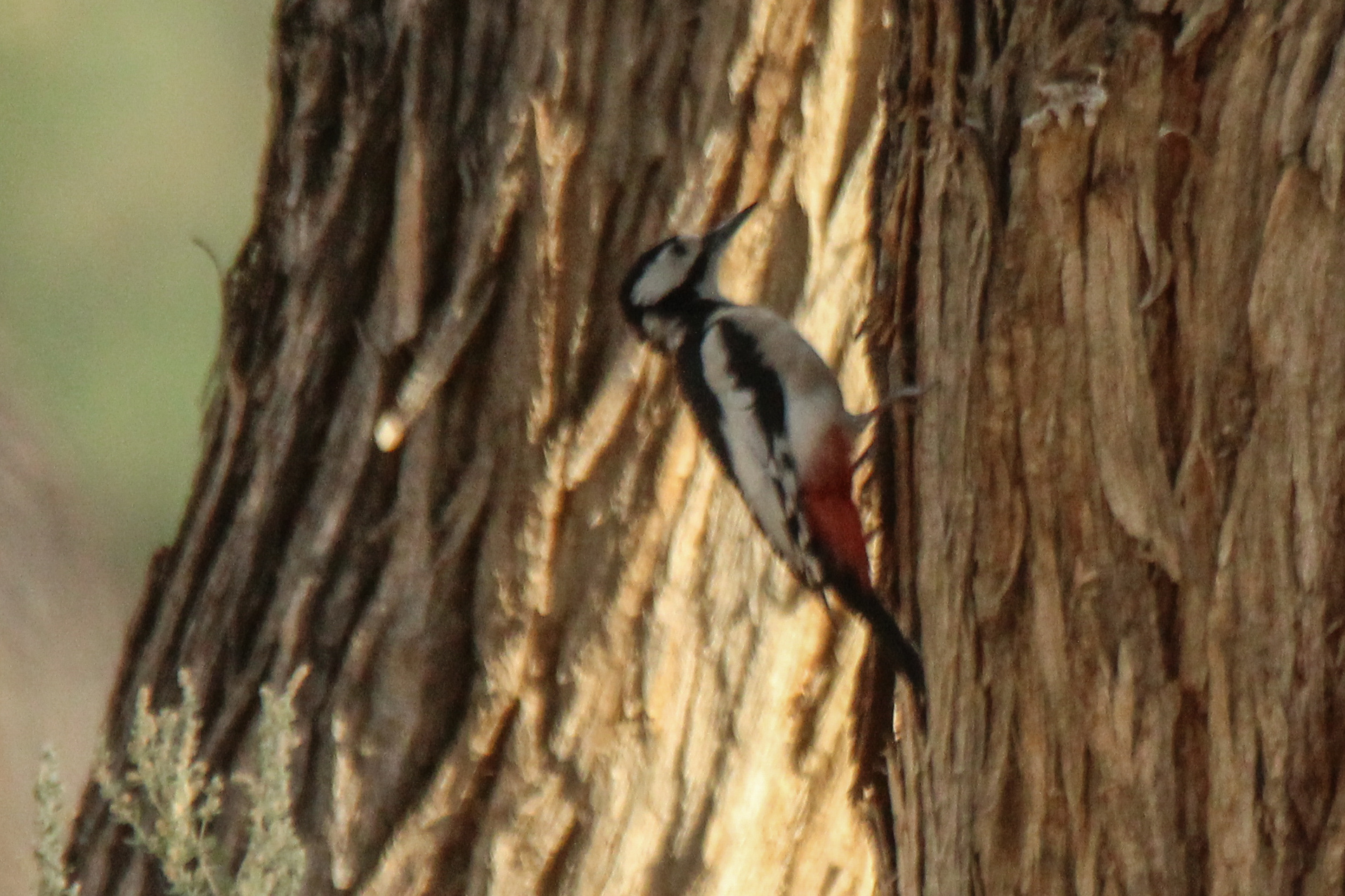 White-winged Woodpecker