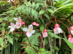Begonia decandra