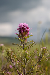 Castilleja exserta