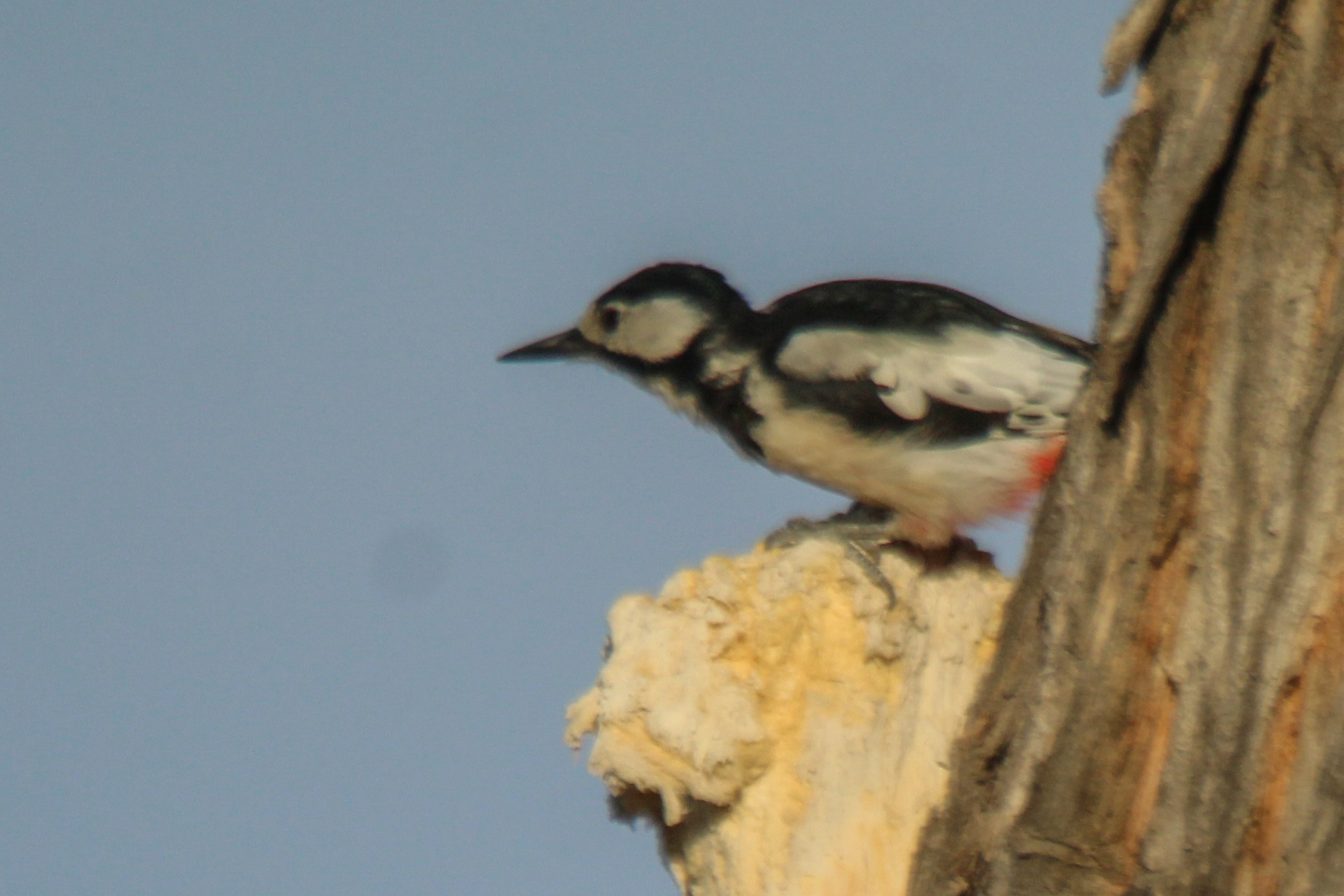 White-winged Woodpecker