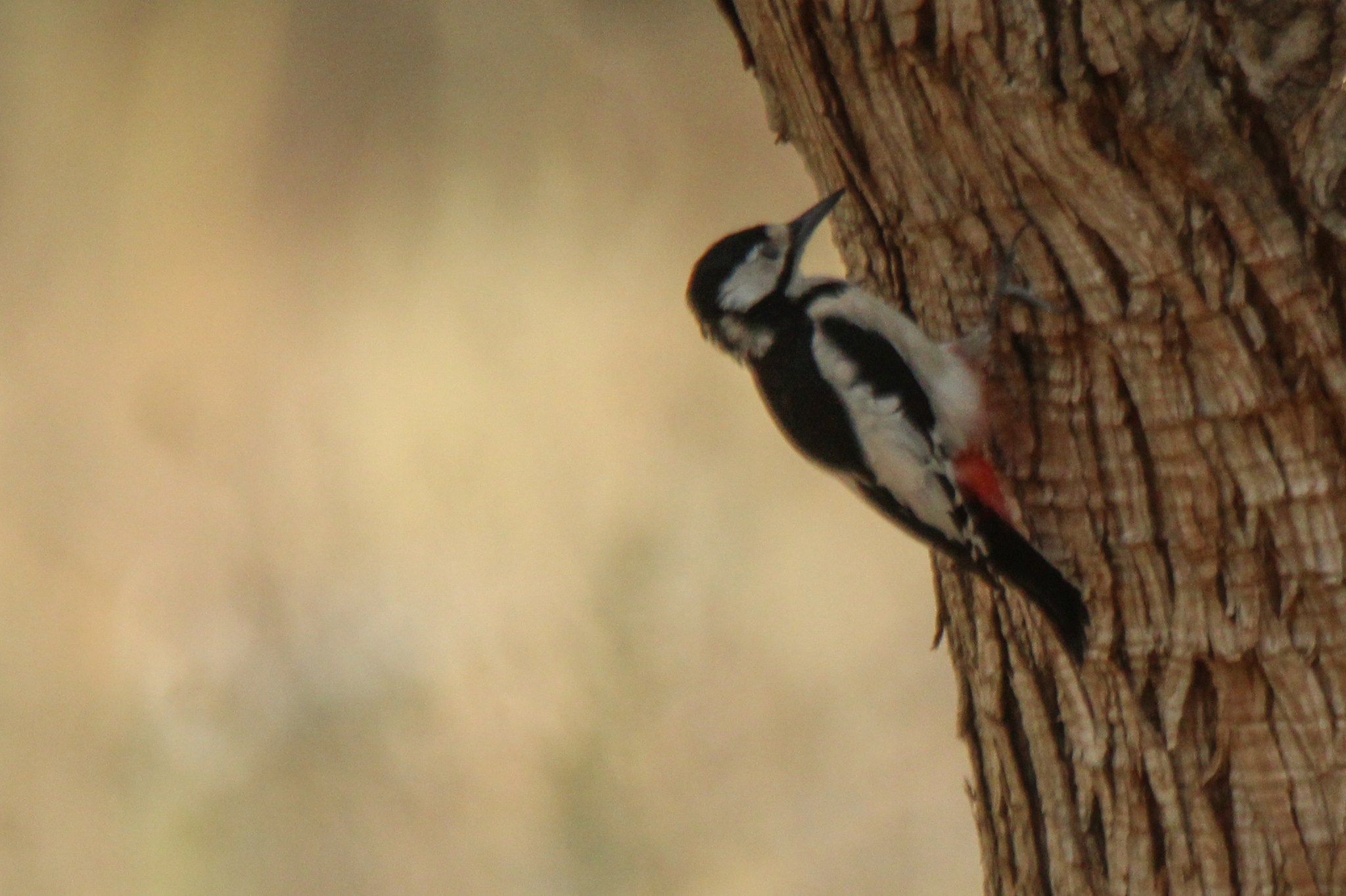 White-winged Woodpecker
