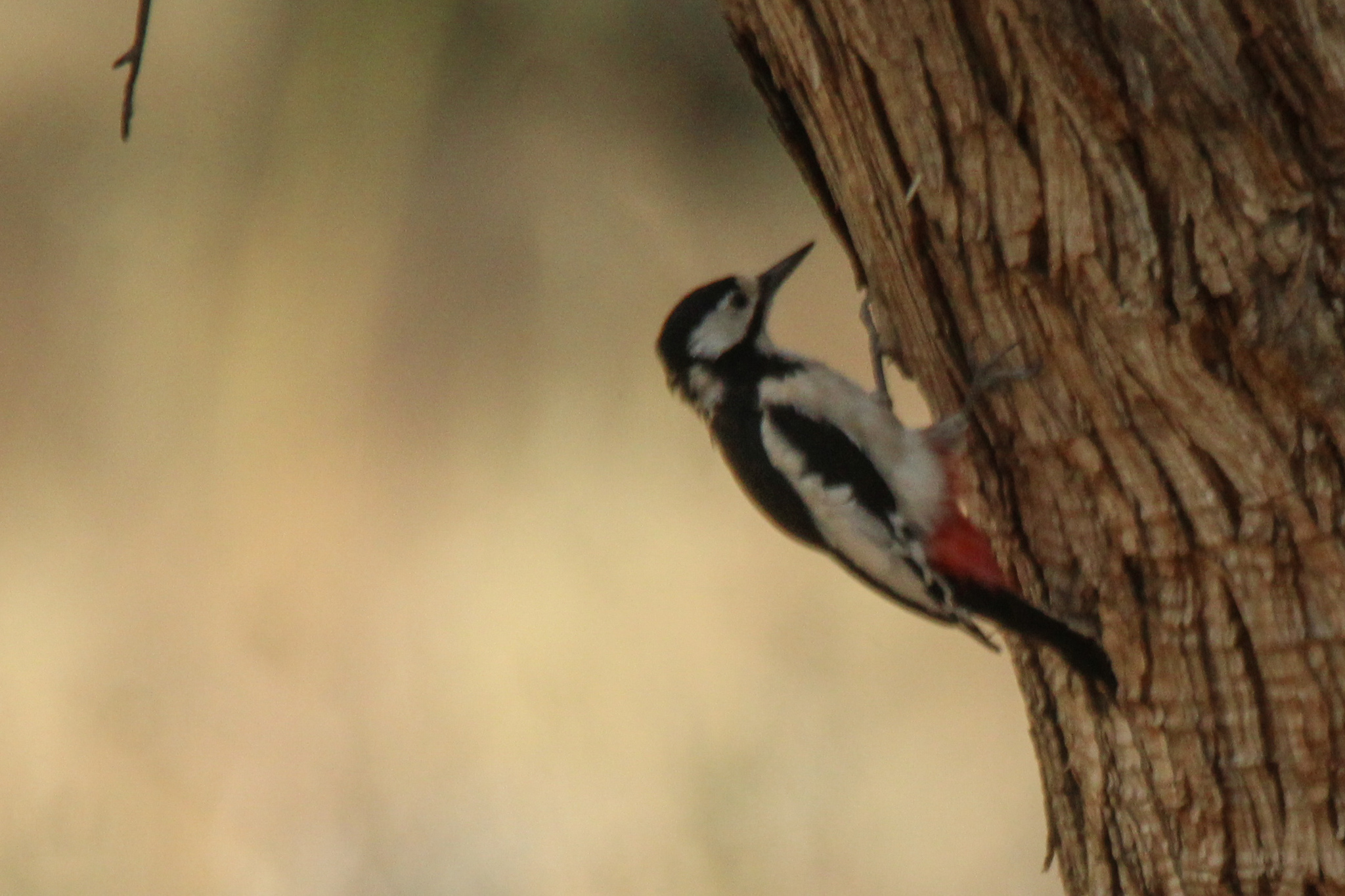 White-winged Woodpecker illustration