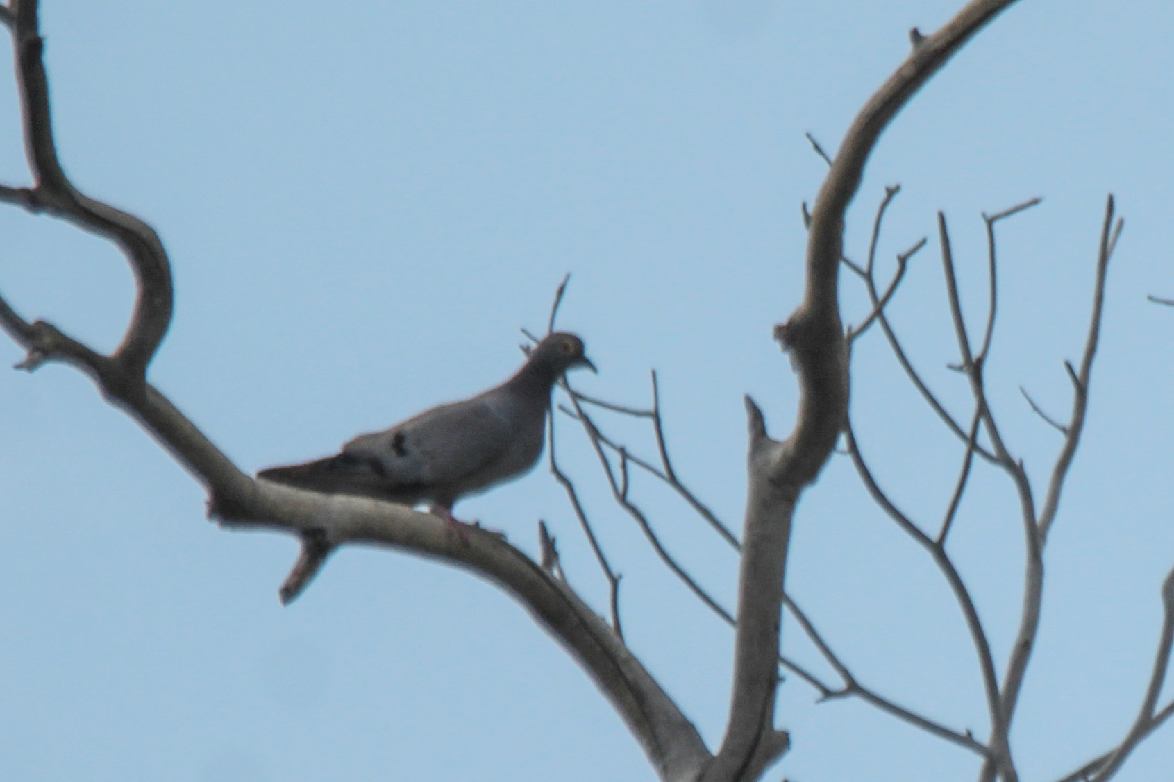 Yellow-eyed Pigeon