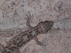Hemidactylus turcicus