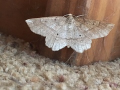 Euchlaena marginaria