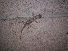 Hemidactylus turcicus