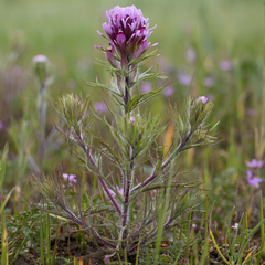 Castilleja exserta