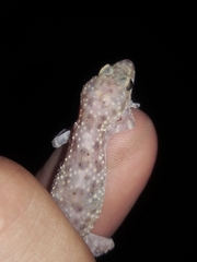 Hemidactylus turcicus