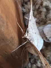 Euchlaena marginaria