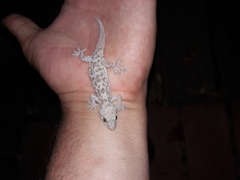 Hemidactylus turcicus