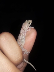 Hemidactylus turcicus