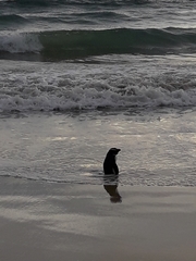 Eudyptes pachyrhynchus