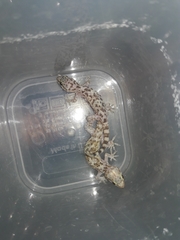 Hemidactylus turcicus