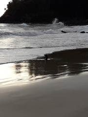 Eudyptes pachyrhynchus