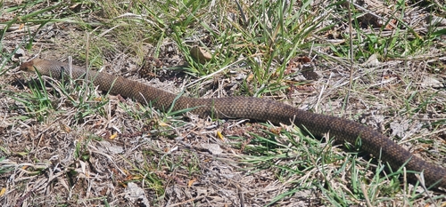 Eastern Brown Snake sighting