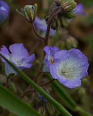 Phacelia douglasii