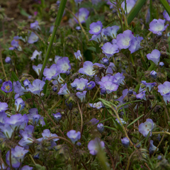 Phacelia douglasii