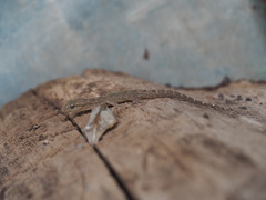 Phyllodactylus reissii