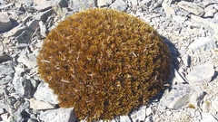 Aciphylla dobsonii