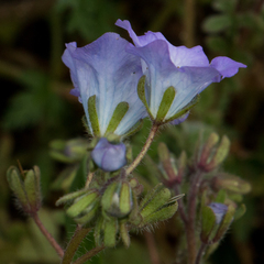 Phacelia douglasii