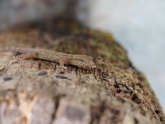 Phyllodactylus reissii