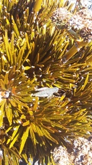 Aciphylla dobsonii