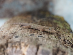 Phyllodactylus reissii