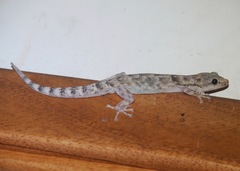 Phyllodactylus reissii