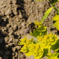 Platynochaetus setosus