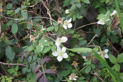 Rubus hirsutus