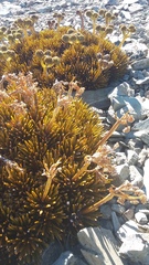 Aciphylla dobsonii