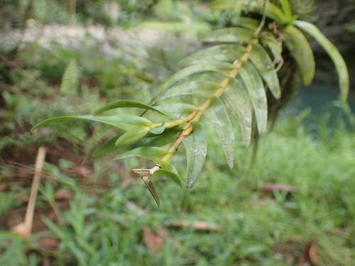 Epidendrum cocoense Hágsater
