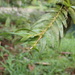Epidendrum cocoense - Photo (c) Richard Joyce, algunos derechos reservados (CC BY-NC), subido por Richard Joyce