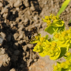 Platynochaetus setosus
