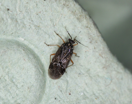 Bothynotus pilosus