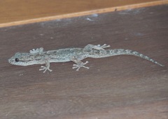 Phyllodactylus reissii